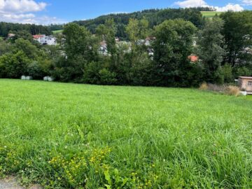 Bild - Sommer im Eigenheim