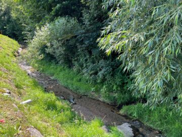 Bild - Sommer im Eigenheim