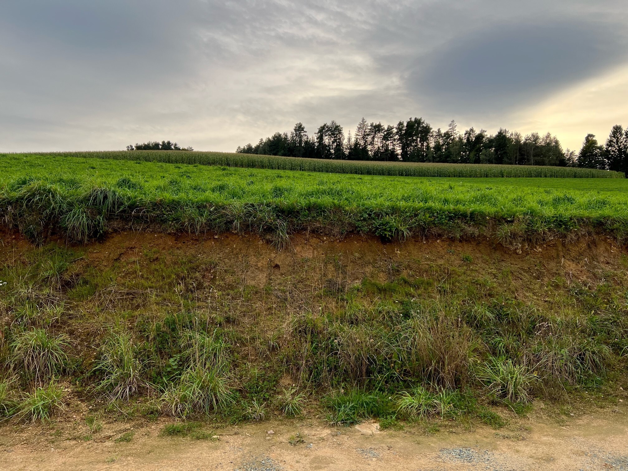 Titelbild - Sommer im Eigenheim