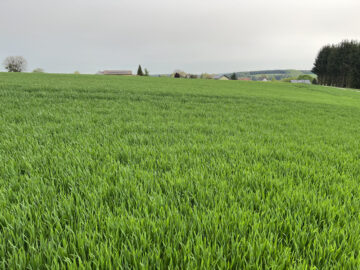 Bild - Naturidylle in Neuhaus