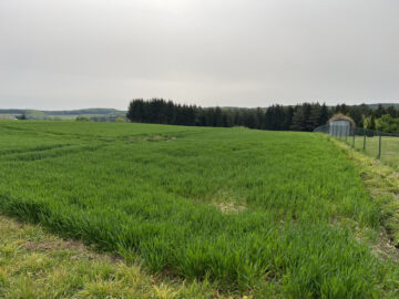 Bild - Naturidylle in Neuhaus