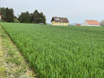 Bild - Naturidylle in Neuhaus