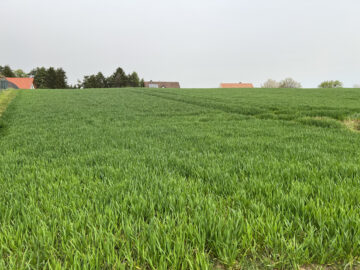 Bild - Naturidylle in Neuhaus