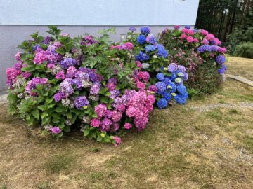 Bild - Familientraum in idyllischer Lage